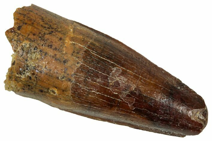 Juvenile Fossil Spinosaurus Tooth - Real Dinosaur Tooth #348705